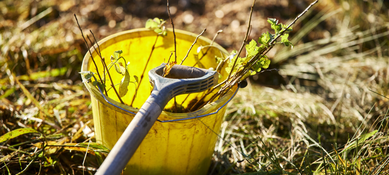 Spade on top of a yellow bucket with small trees (whips) inside