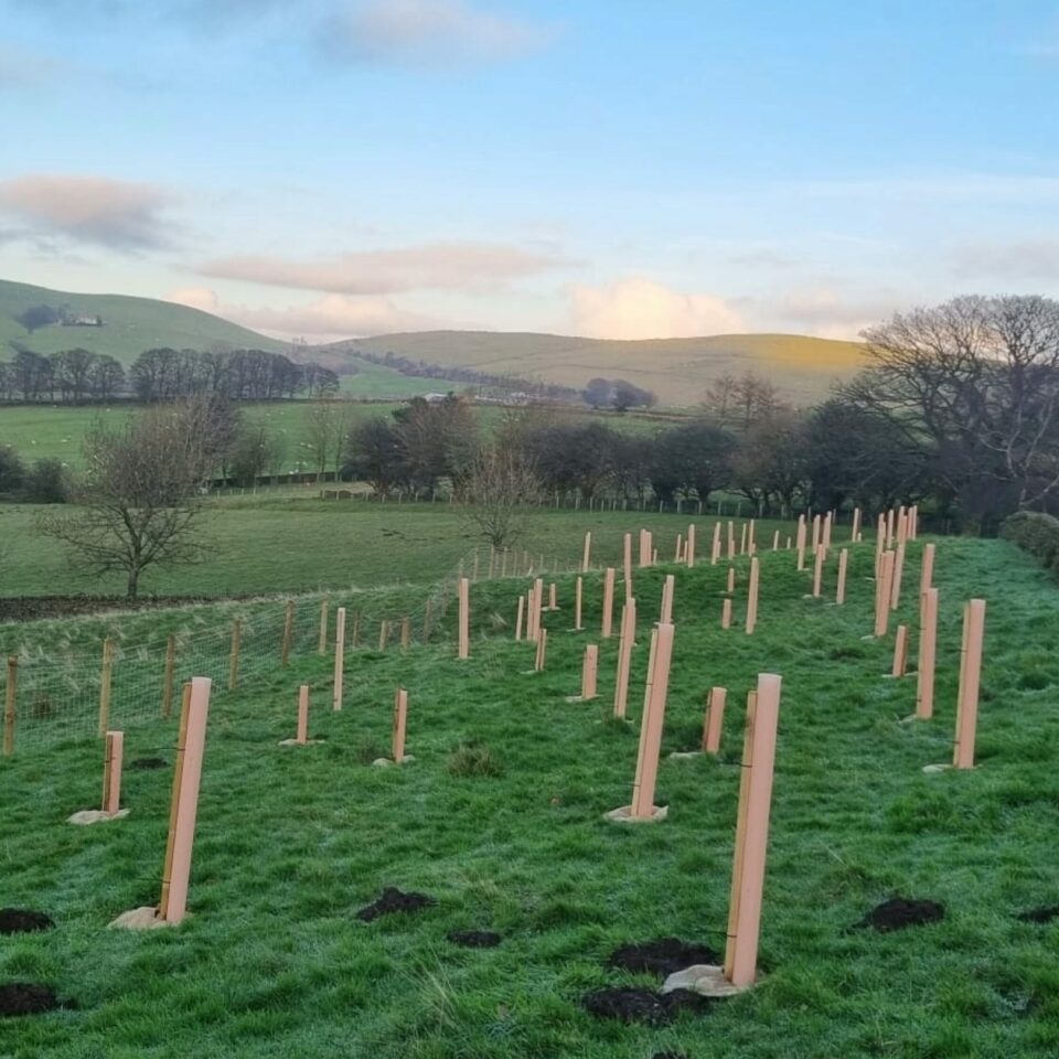 Tree planting scheme on farm