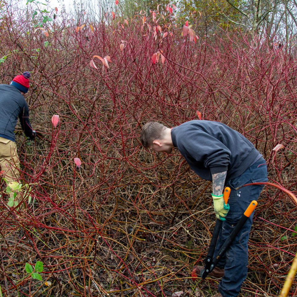 two volunteers carrying out dogwood removal in a woodland