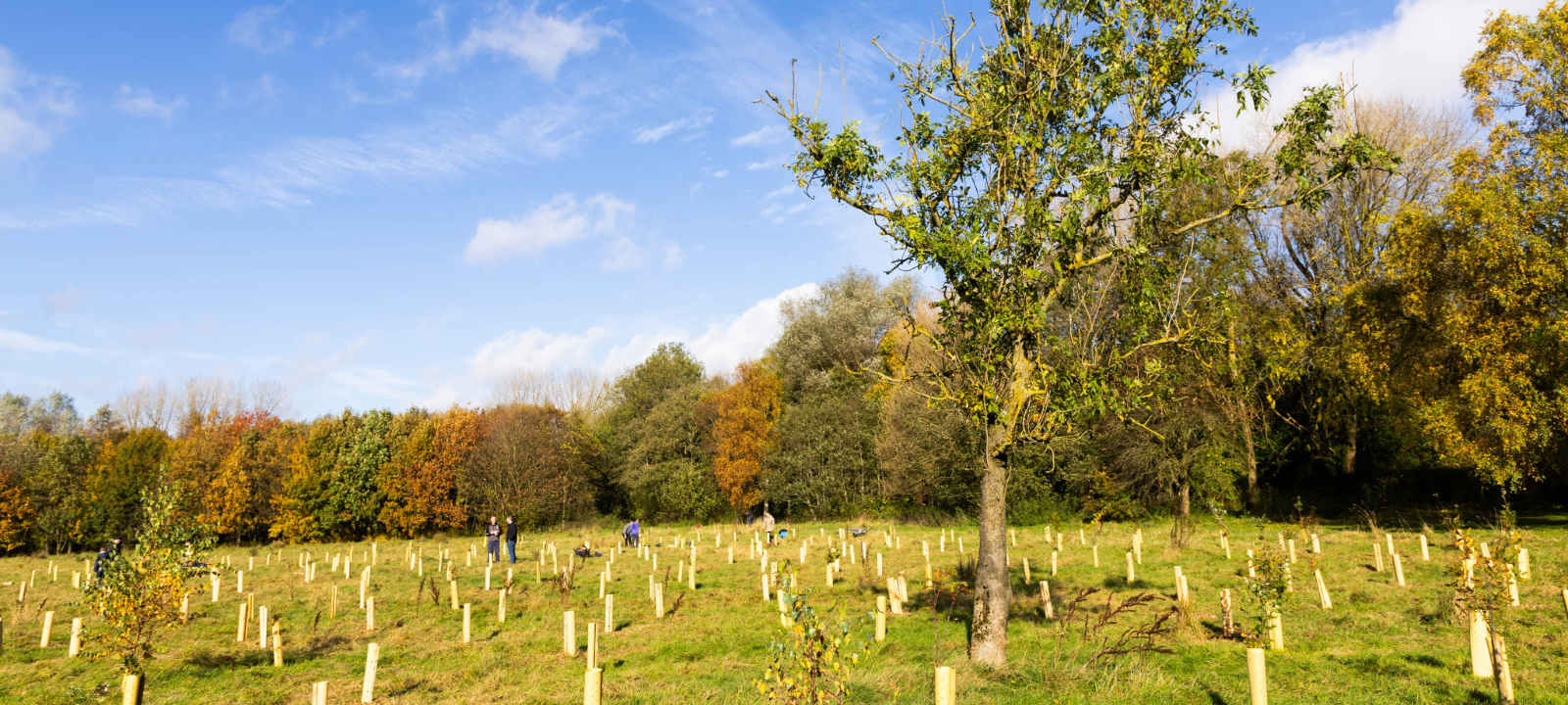 tree planting in field with tree guards and mature true in middle