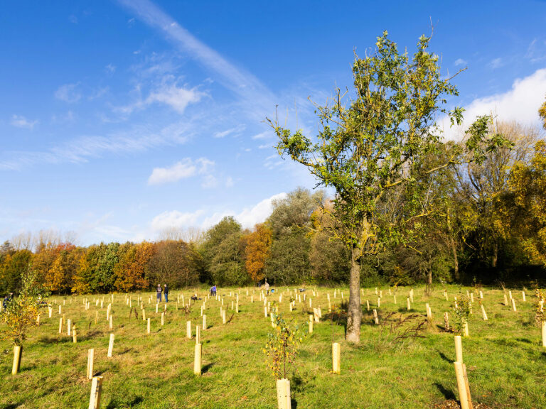 tree planting surrounded by mature tree growing in centre