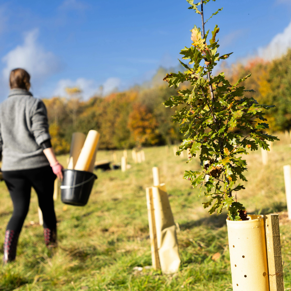 tree growing above guard at more mature planting site, lady walking away with a bucket doing maintenance